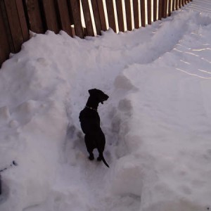 My wiener after the 1st major snowstorm of 2005-2006
