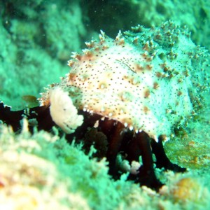 sea cucumber