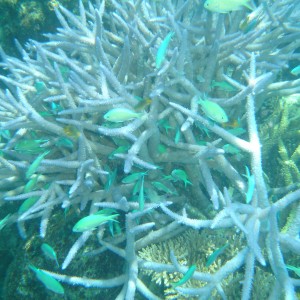 hard coral fiji