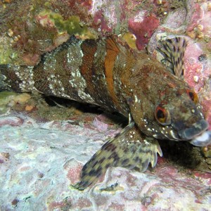 Painted Greenling