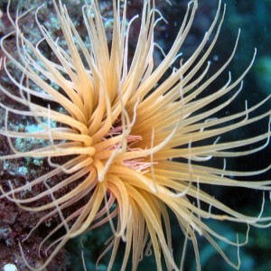 Tube Anemone