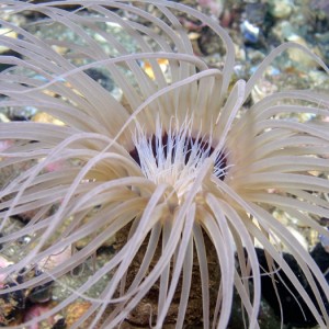 Tube Anemone