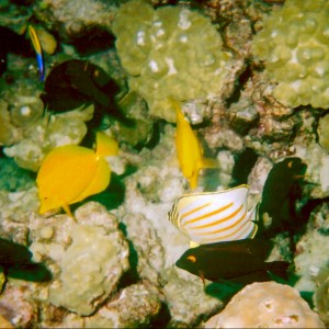 Tangs and Butterfly