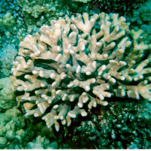 Coral