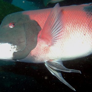 Sheephead - Male