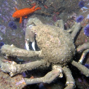 Sheep Crab