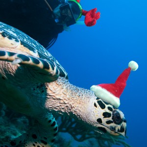 XmasDiverTurtle