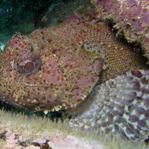 Scorpion Fish