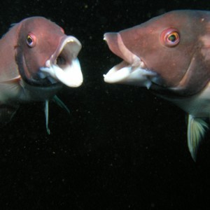 Sheephead - Fighting Males