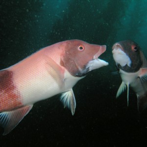 Sheephead - Fighting Males