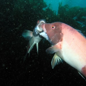 Sheephead - Fighting Males