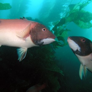 Sheephead - Fighting Males