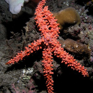 Bumpy Starfish