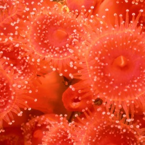 Strawberry Anenome