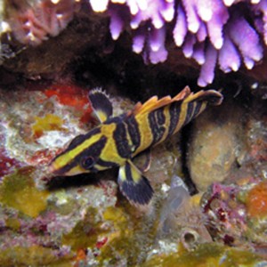 Juvenile Tree Fish