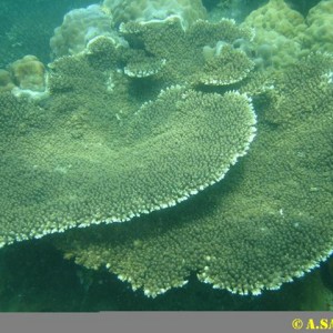 Mun island's coral