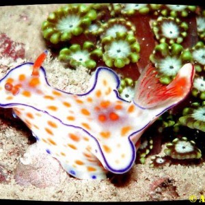 Nudibranch