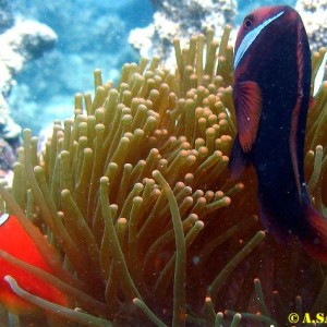 NhaTrang diving