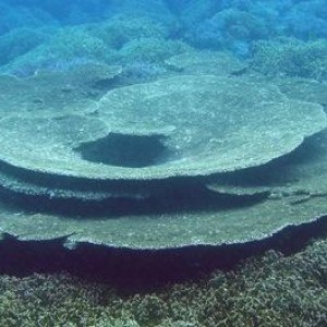 Table coral