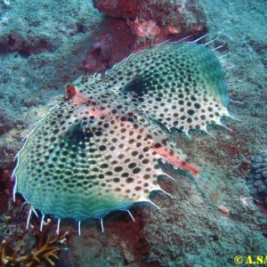 Diving in NhaTrang