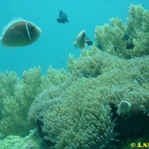 Diving in NhaTrang