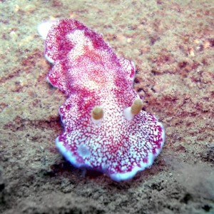 Diving in NhaTrang