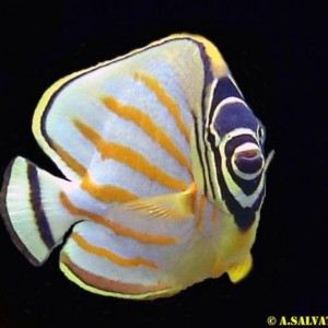 Butterfly fish