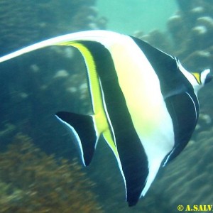 Diving in NhaTrang