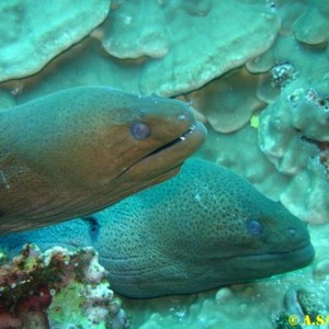 Moray