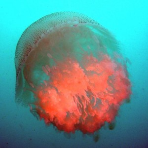 Jelly fish