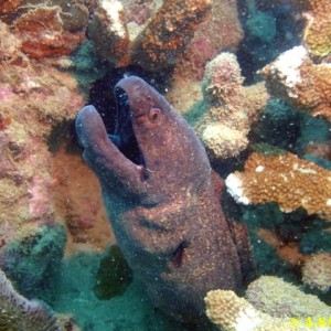 Moray