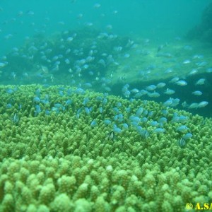 Diving in NhaTrang