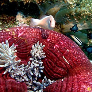 Diving in NhaTrang