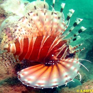 Diving in NhaTrang