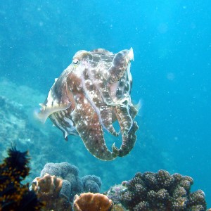 Diving in NhaTrang