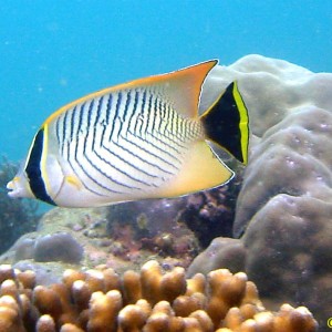 Diving in NhaTrang