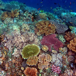 Coral Carpet