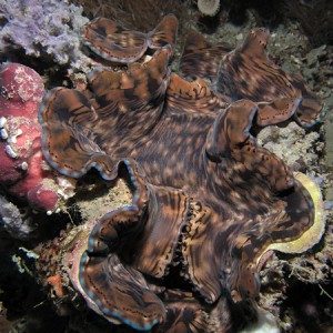 Giant Clam