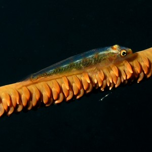 Whip Goby