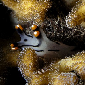 Nudi