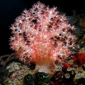 Frosty soft coral