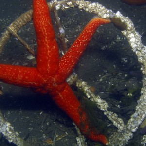 Sea star trying to steer the boat