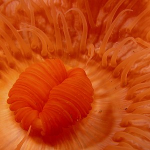 Metridium anemone