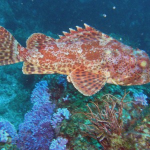 Scorpion Fish