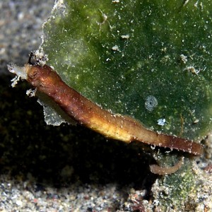 Shortpouch pygmy pipehorse