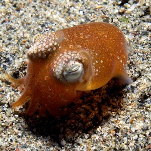 Bobtail squid