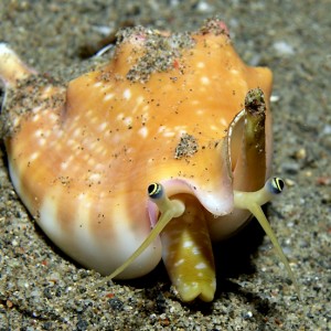 Conch