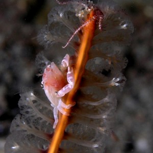 Sea pen crab