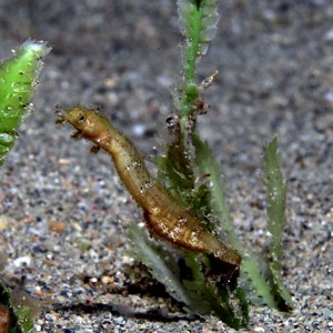 Shortpouch Pygmy Pipehorse