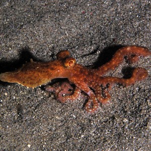 Octopus